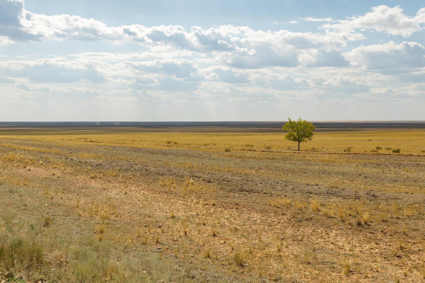 lonely tree in the steppe of Kazakhstan photo