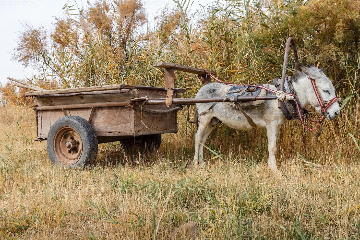 donkey with a cart in the field photo