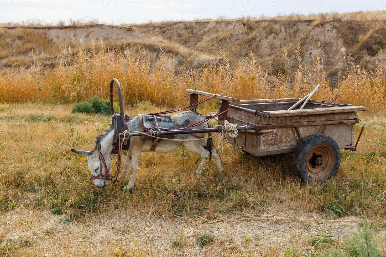 donkey harnessed to an iron cart stands on the banks of a river and eats grass photo
