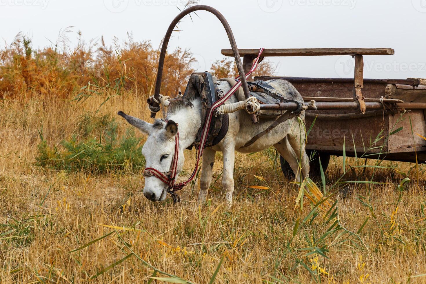 donkey harnessed to an iron cart stands in a meadow photo