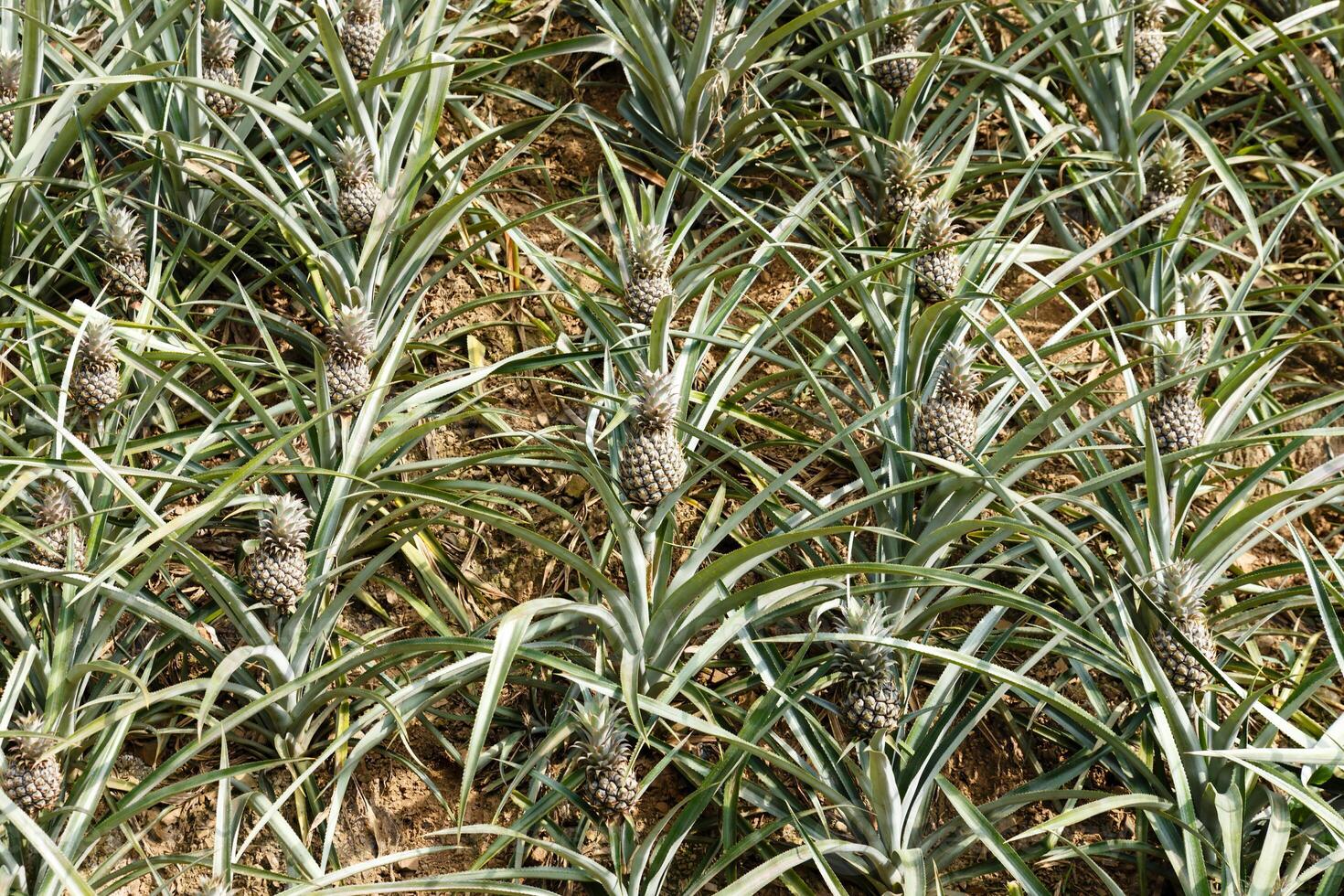 young pineapple plantation photo