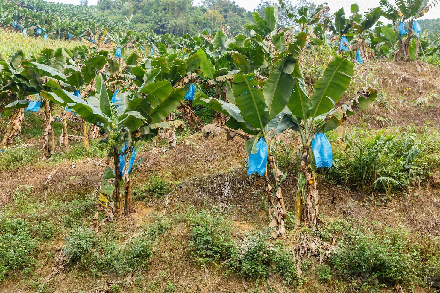 Banana tree plantation. photo