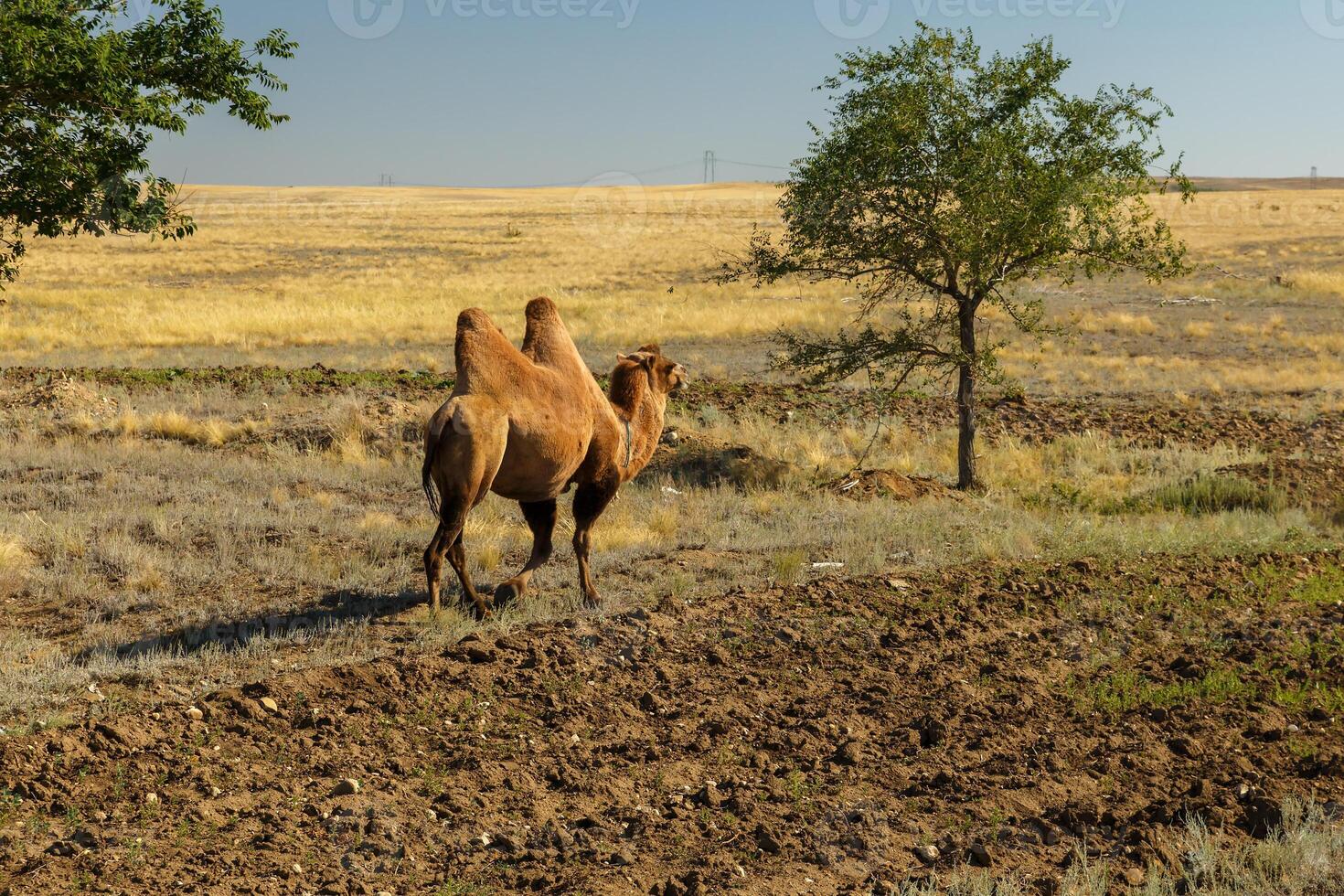 Bactrian camel, kazakhstan, camel goes to a green tree photo