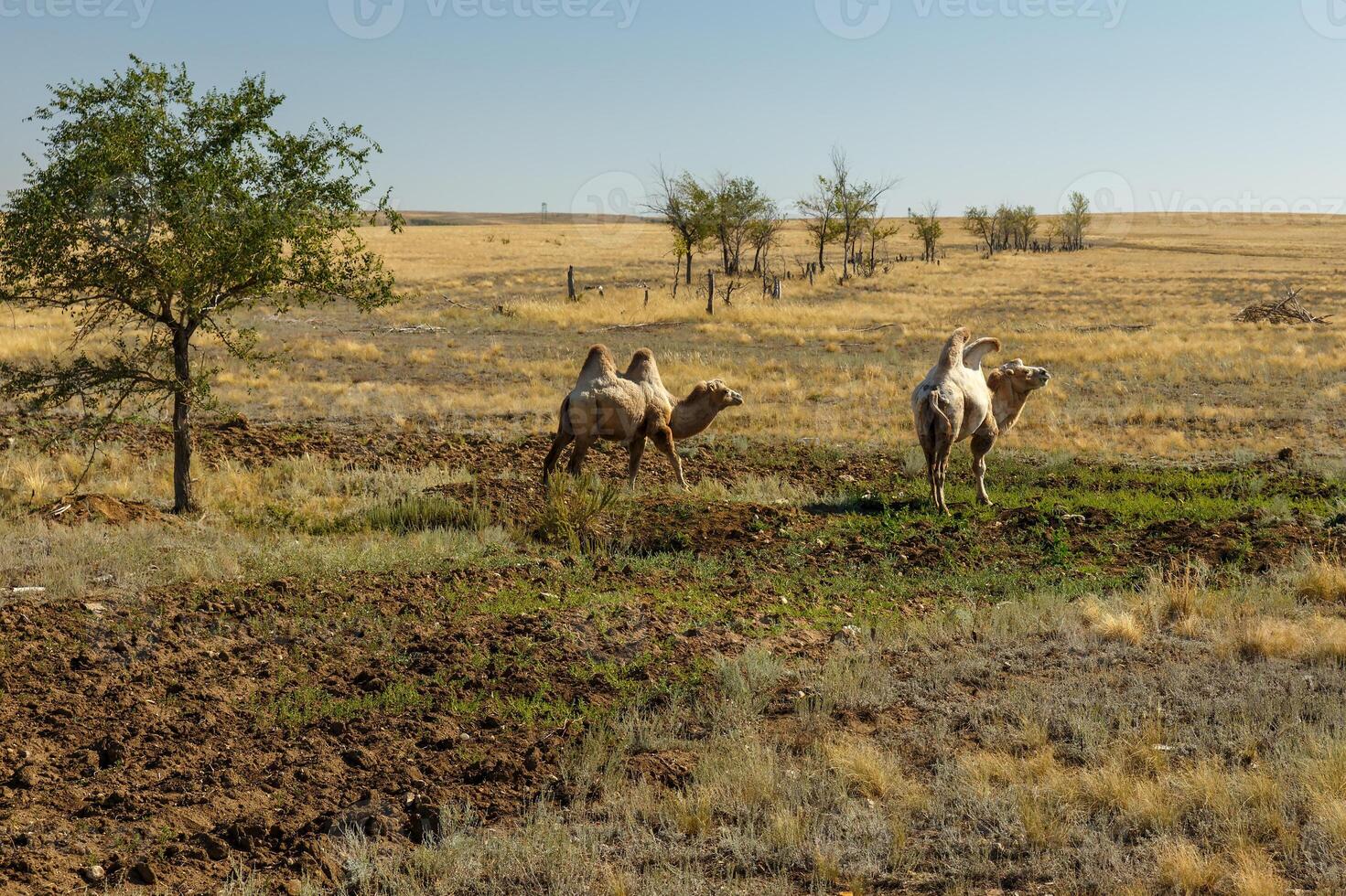 Bactrian camels, kazakhstan photo