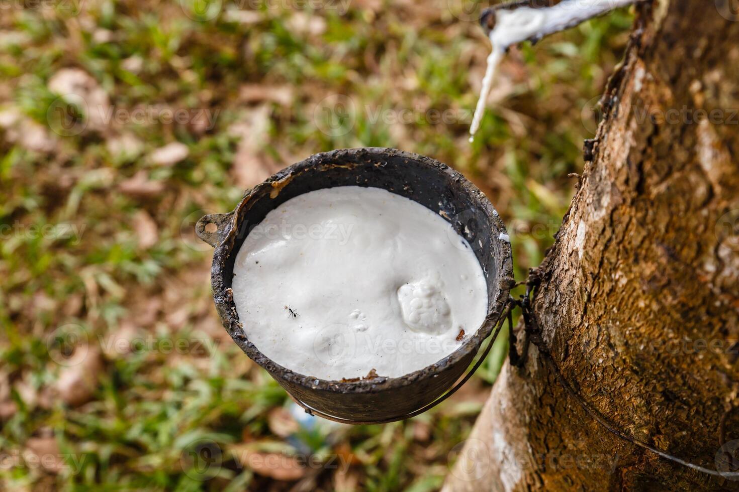 Rubber tapping, Bowl for collecting latex from a rubber Tree photo