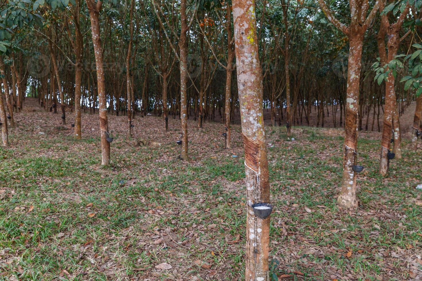 Rubber Tree plantation photo