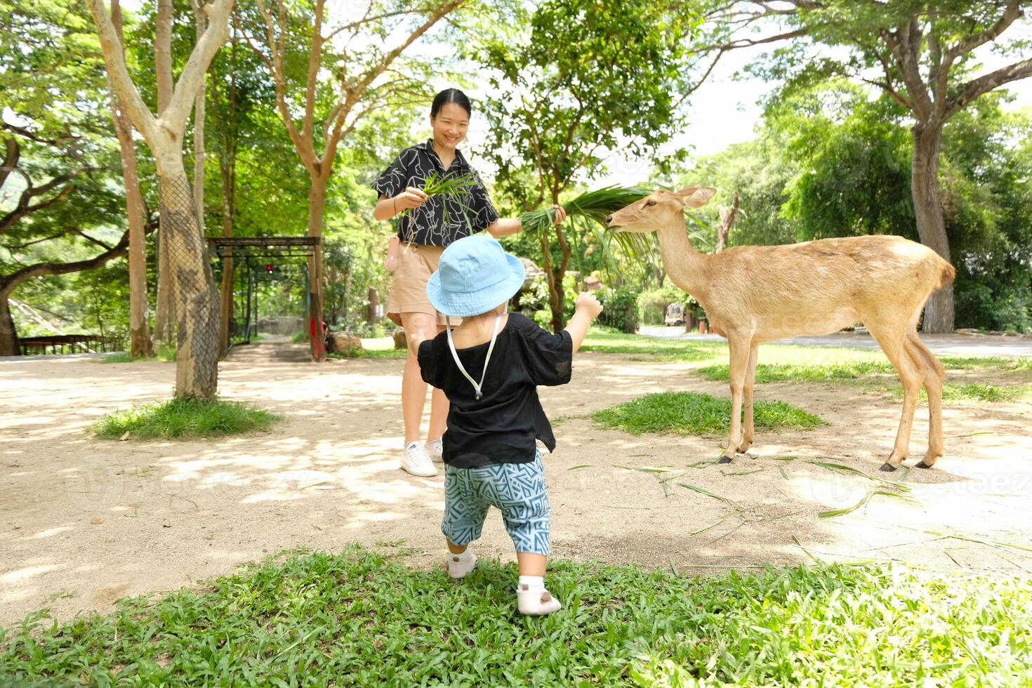 Mother and child feeding deer photo