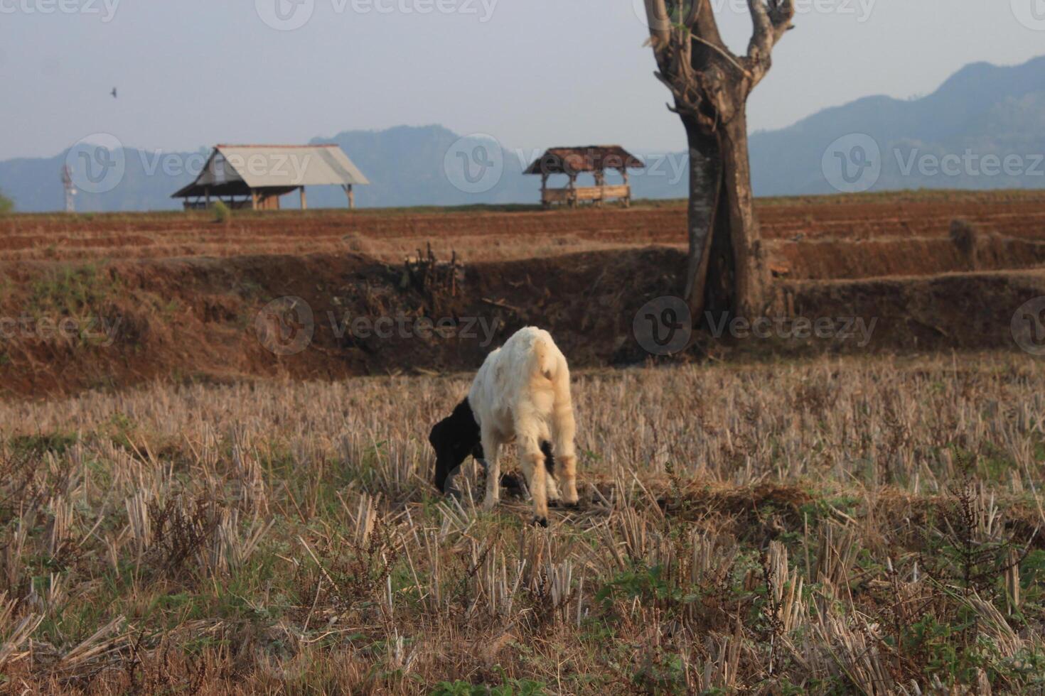 group of goat eating grass photo