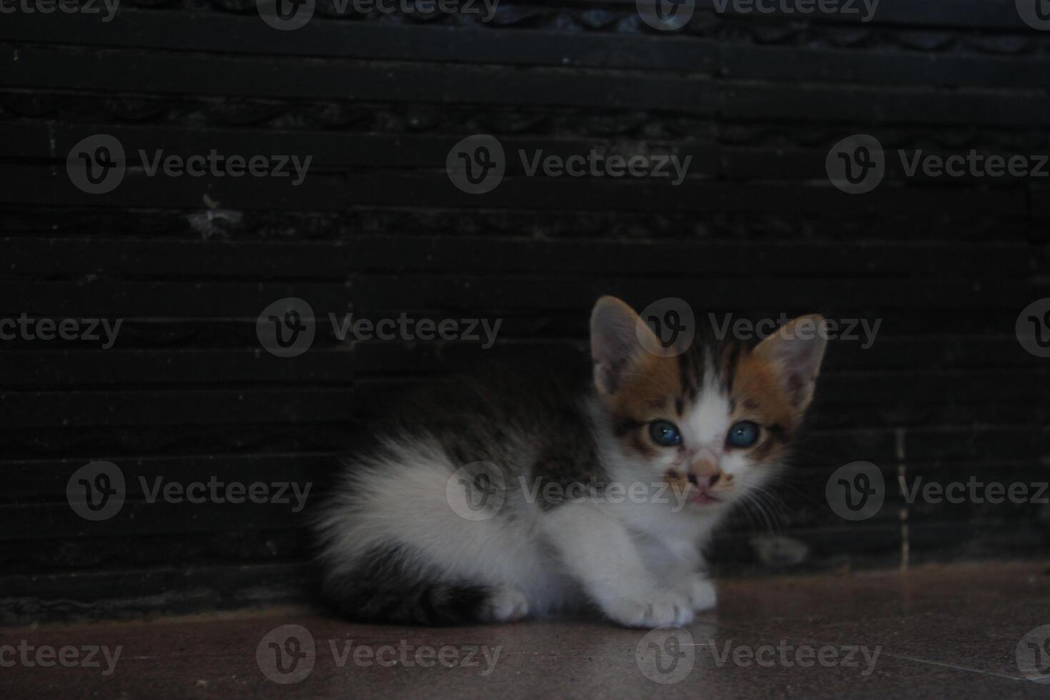kitten with its mother photo
