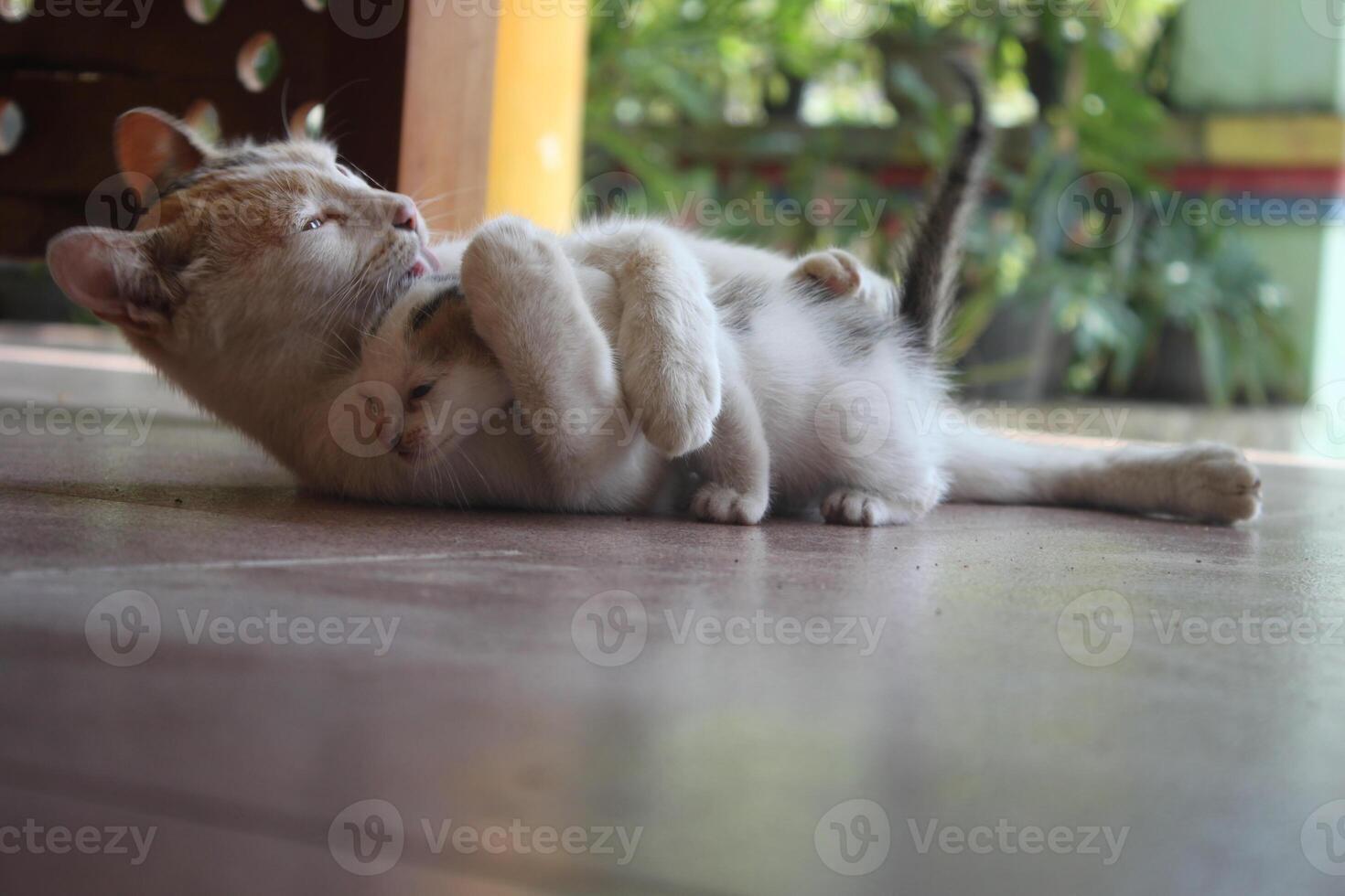 kitten with its mother photo