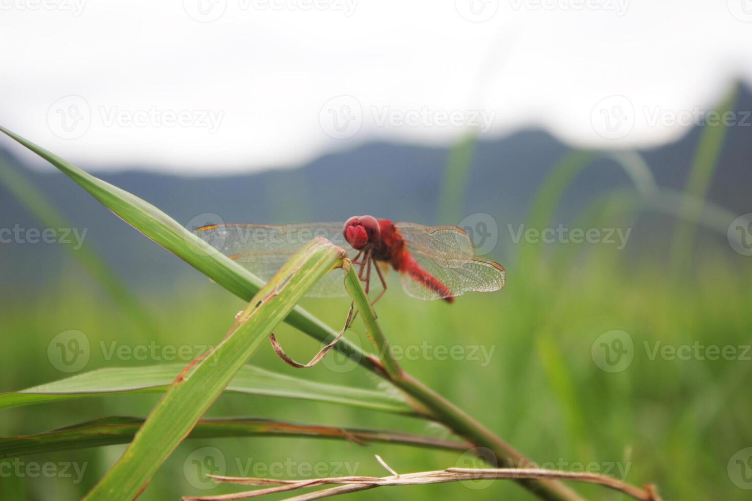 red dragonfly on the grass photo