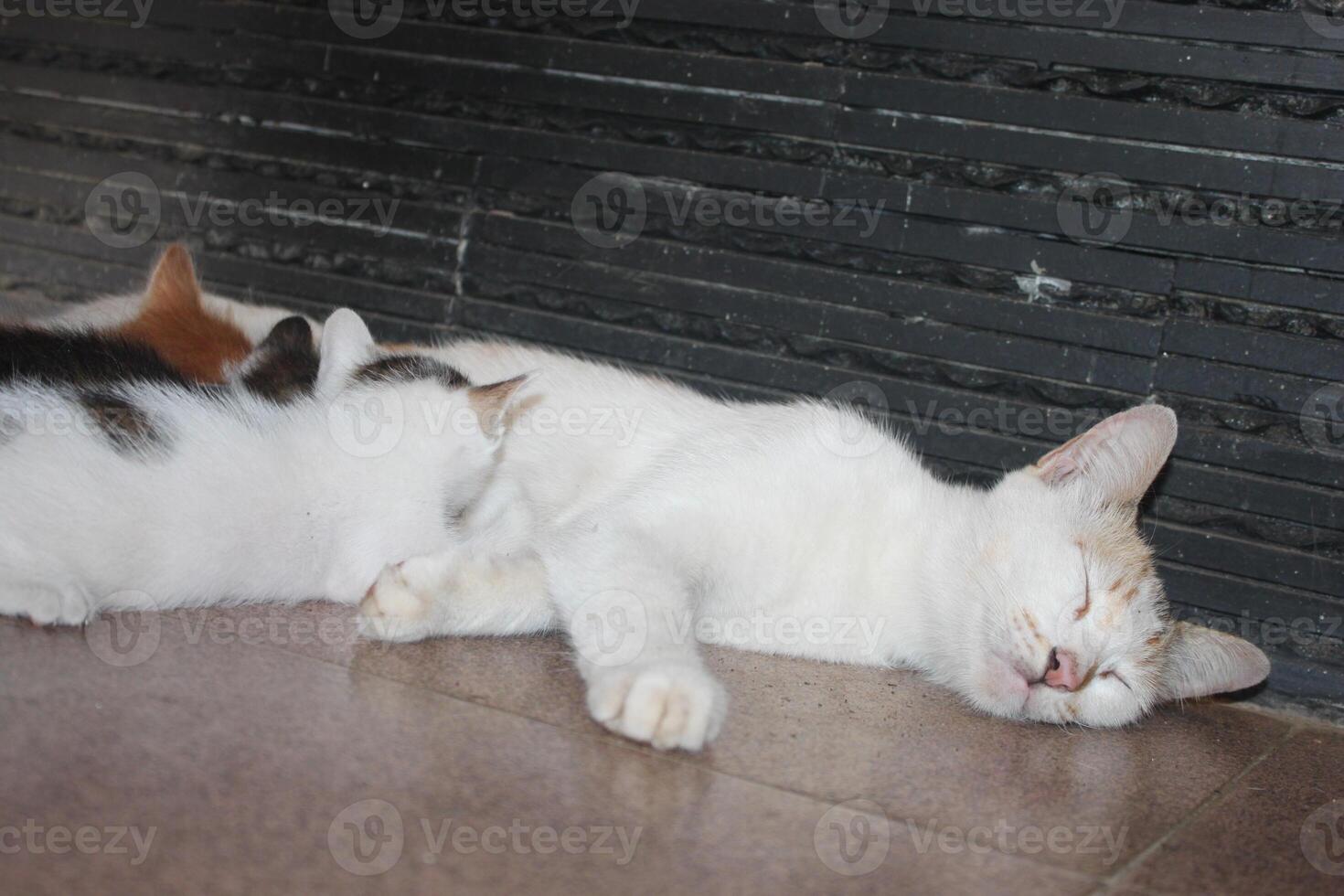 kitten with its mother photo