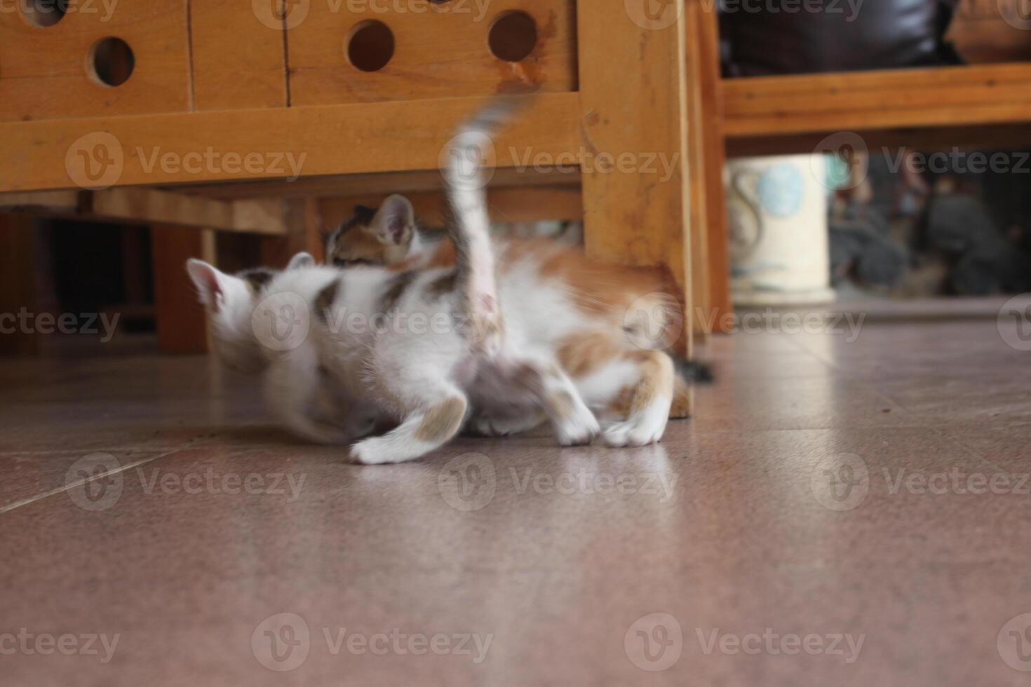 kitten with its mother photo