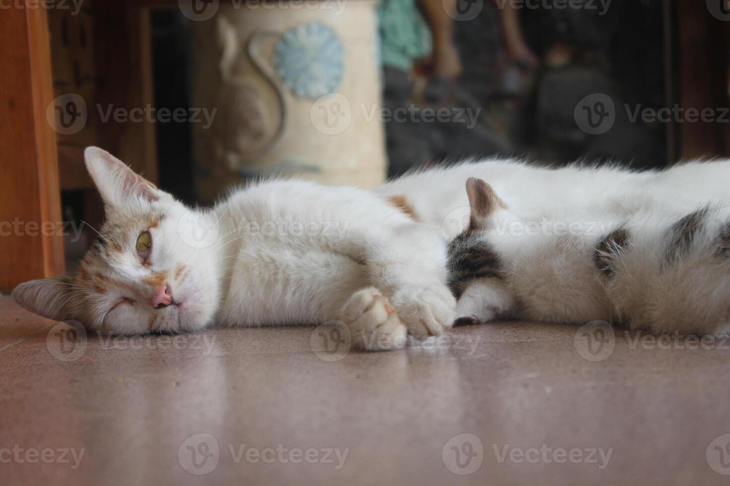 kitten with its mother photo