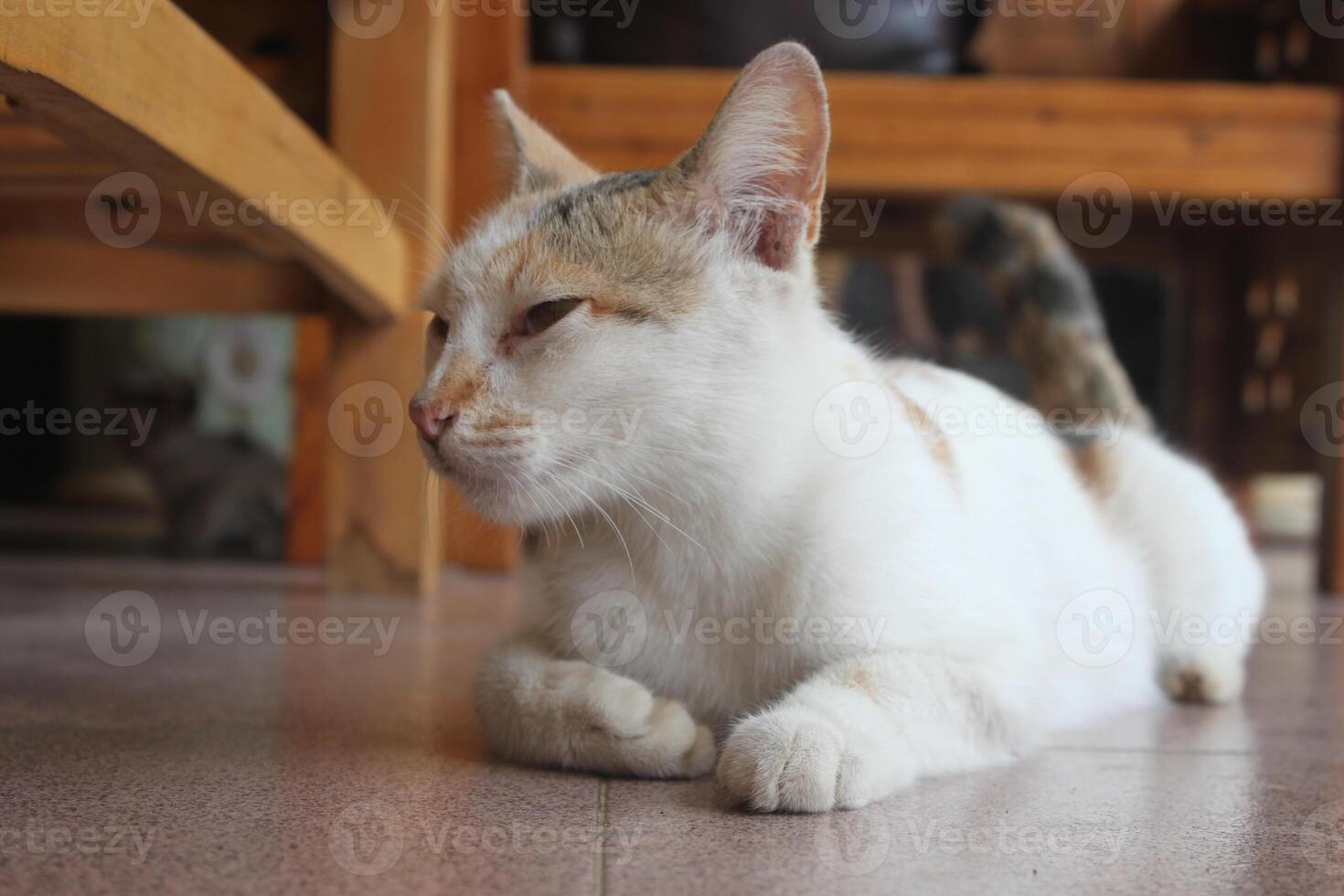 kitten with its mother photo