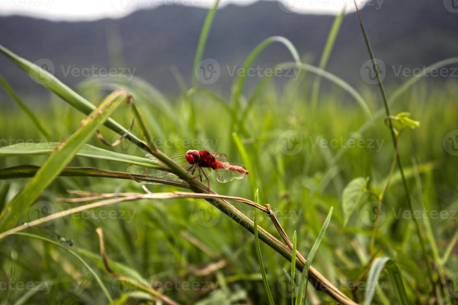 red dragonfly on the grass photo