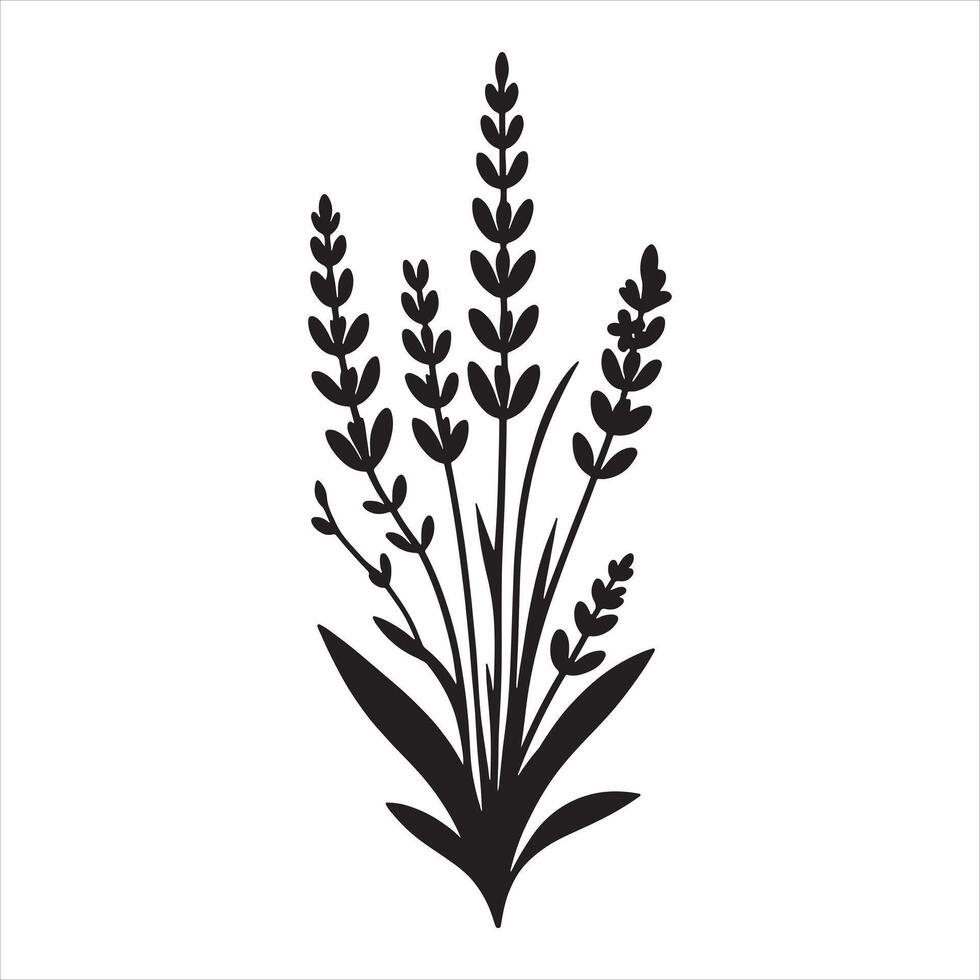 Elegant Lavender silhouette white background vector