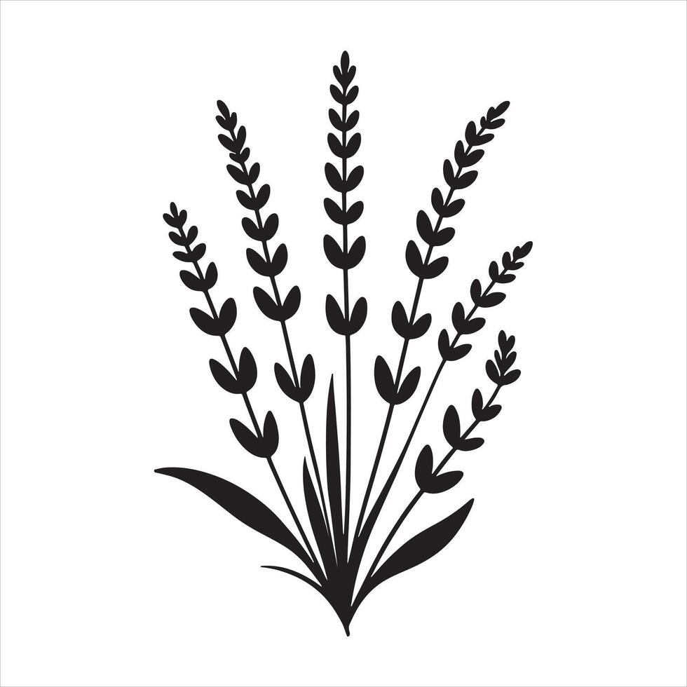 Elegant Lavender silhouette on white background vector