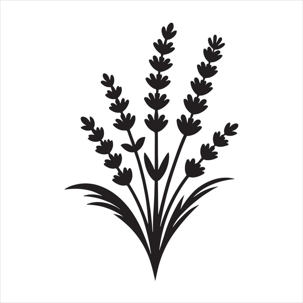 Elegant Lavender black silhouette on white background vector
