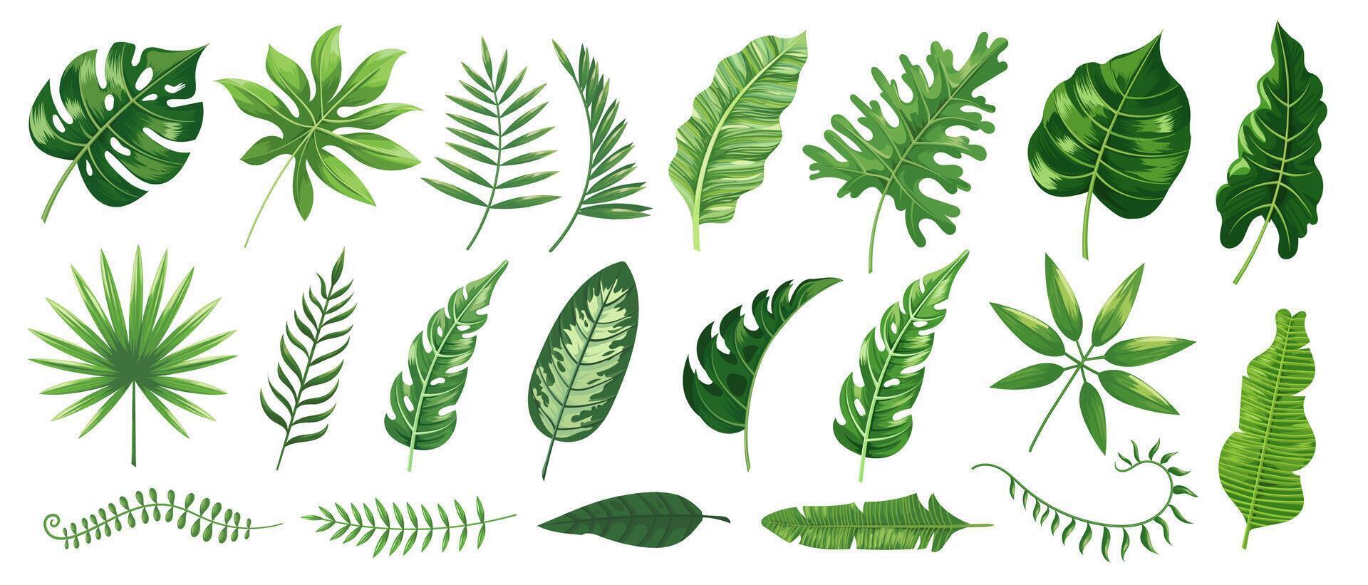 Tropical leaves with various shapes and textures including monstera, palm and banana foliage. Ideal for home decor, eco friendly designs and tropical leaf themed projects. illustration vector