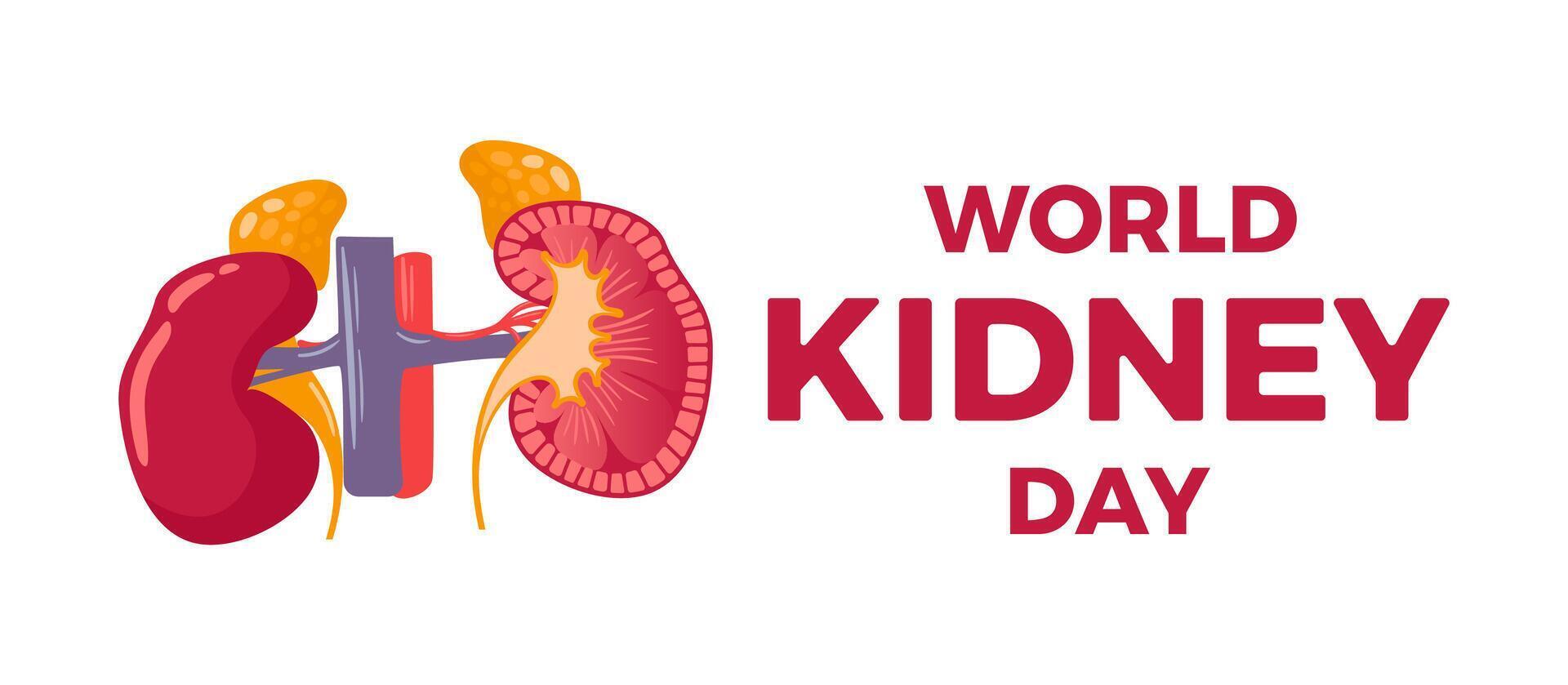 This World Kidney Day illustration features a vibrant design that highlights kidney health. It showcases kidney health habits and awareness while promoting the importance of kidney care. vector