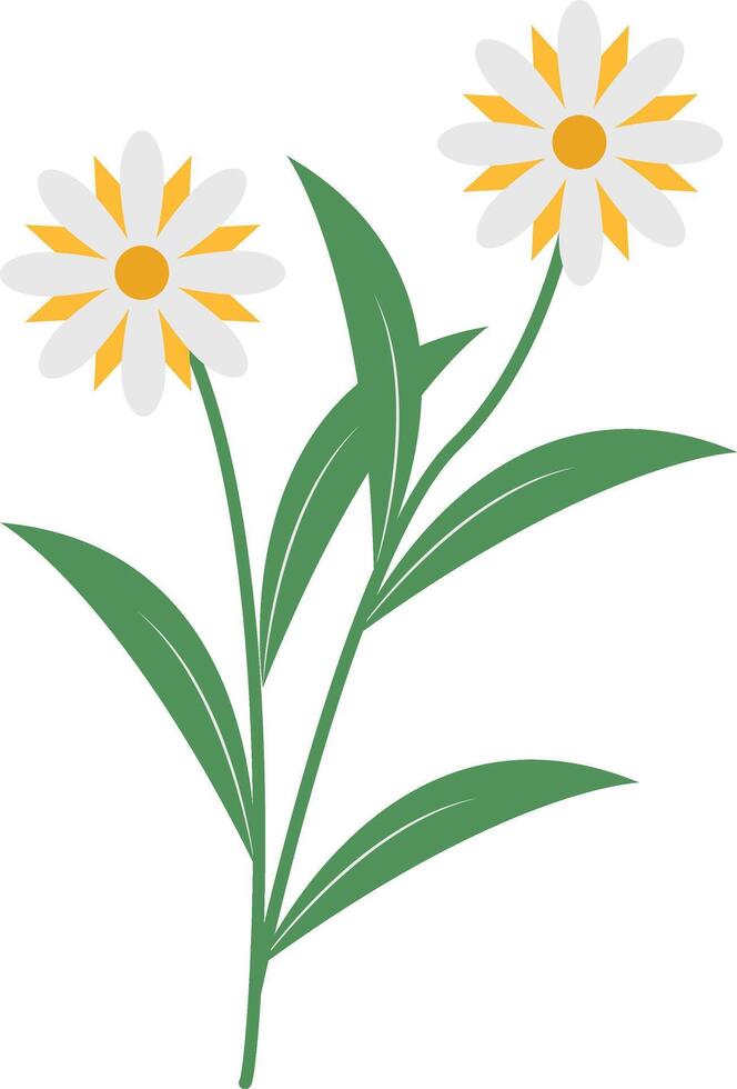 Spring Floral Flower with White Color vector