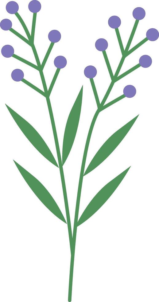 Lavender Flower Illustration vector