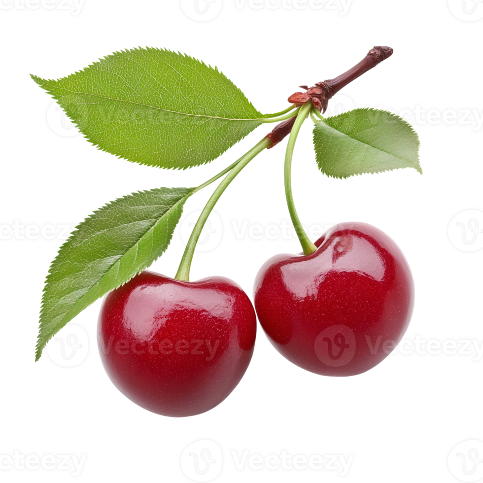 2 cherries on a tree branch with leaves isolated on transparent background png