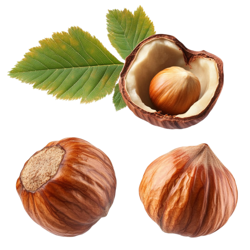 Hazelnut with Leaves and Shell on Transparent Background png