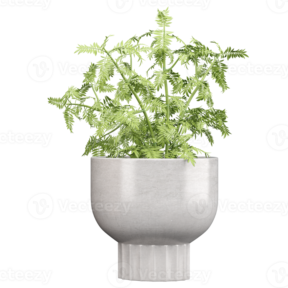 a plant in a white pot on a transparent canvas png