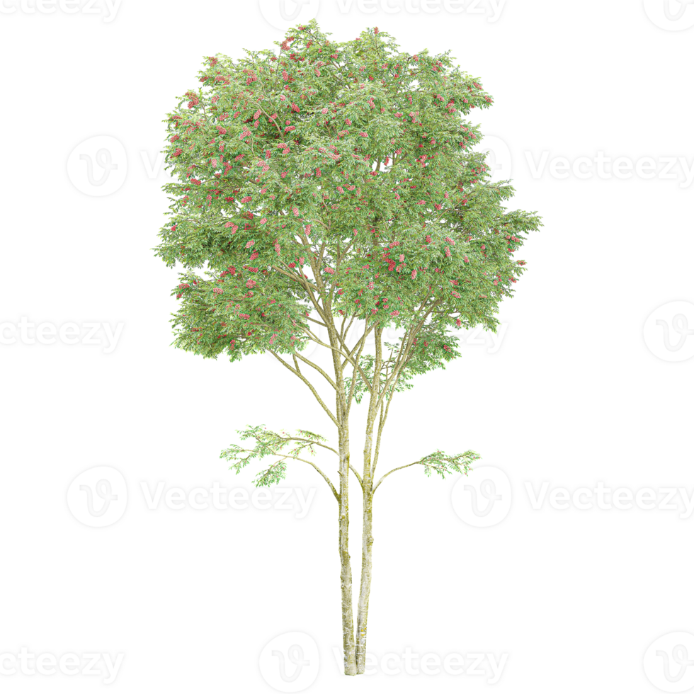 3d illustration of Rhus typhina tree isolated on transparent canvas png