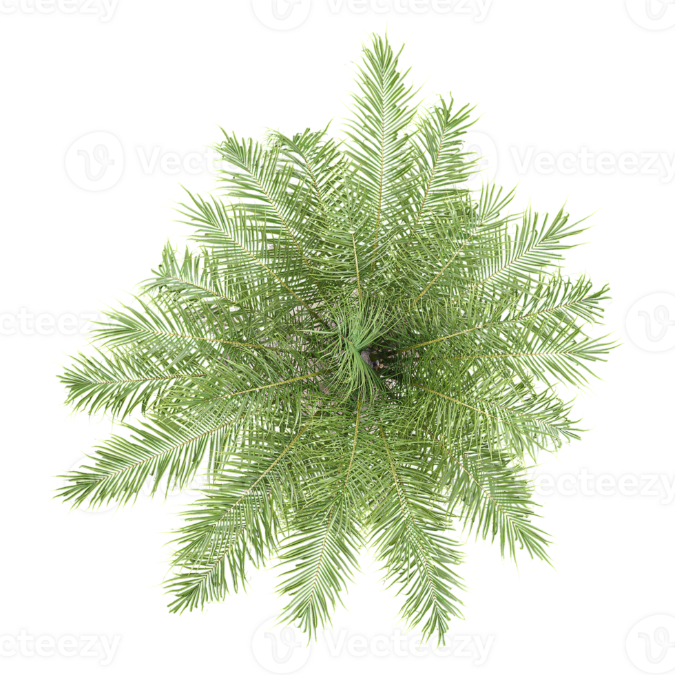 Topview of Queen Palm plant isolated on transparent Canvas png