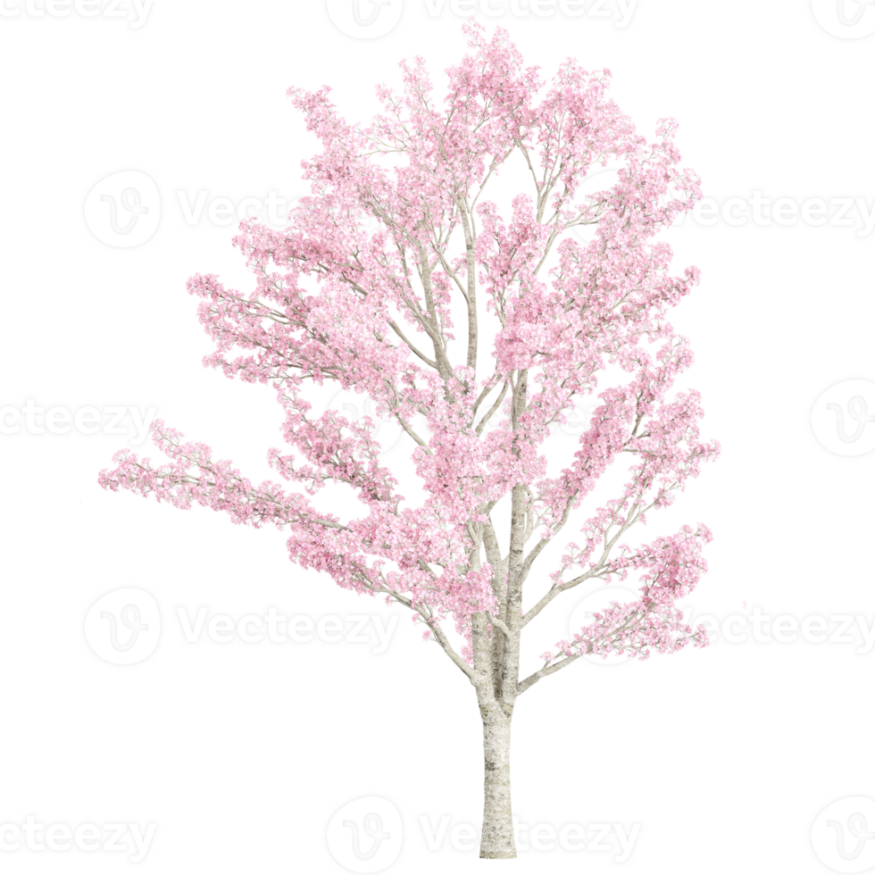 3d illustration of Prunus 'Kanzan' tree isolated on transparent canvas png
