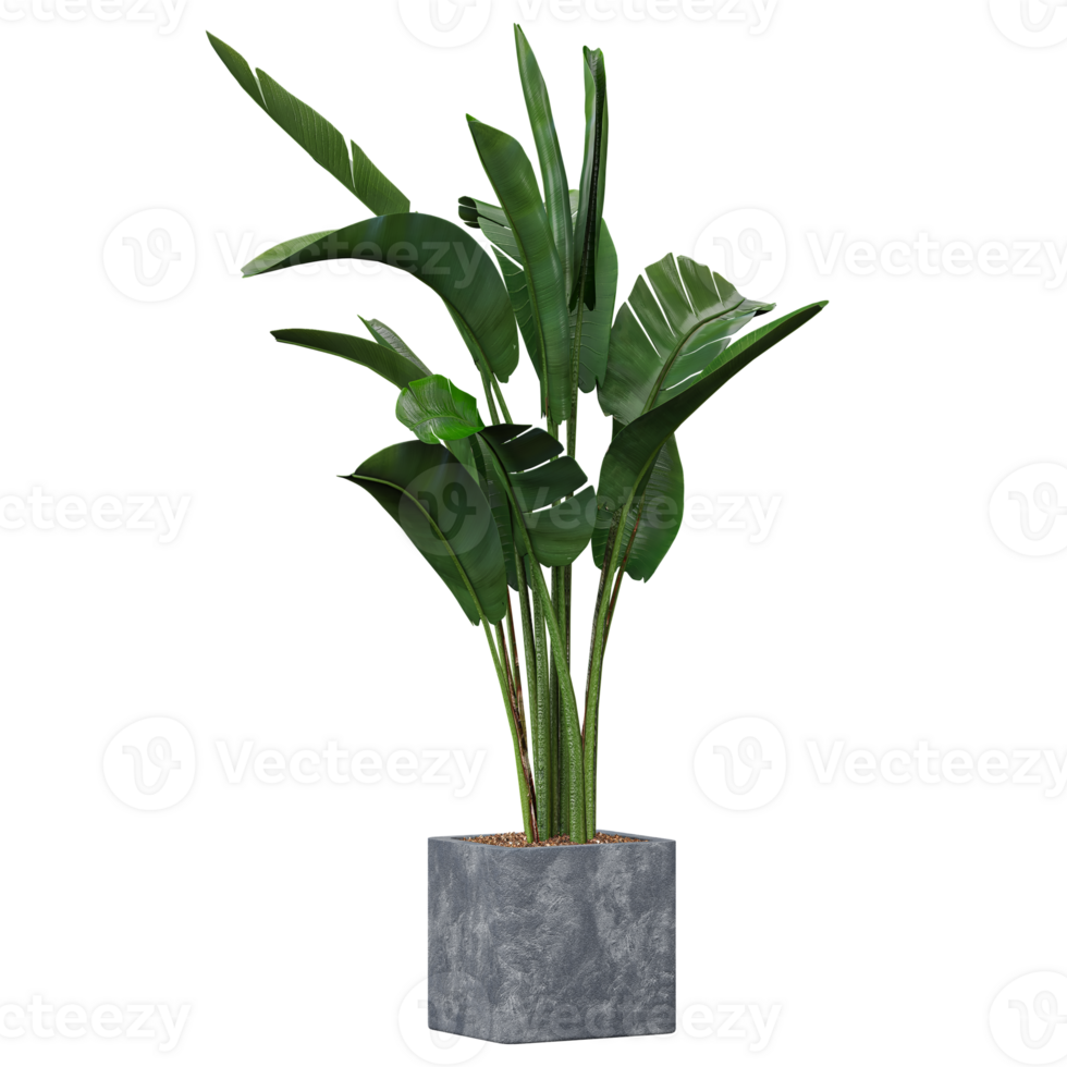 3d illustration of Strelitzia nicolai in planter isolated on transparent canvas png