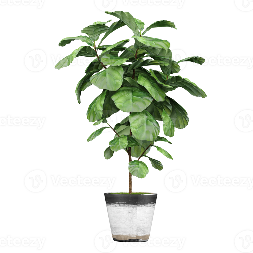 3d Rendering Of Fiddle-leaf fig plant in planter on Transparent Canvas png