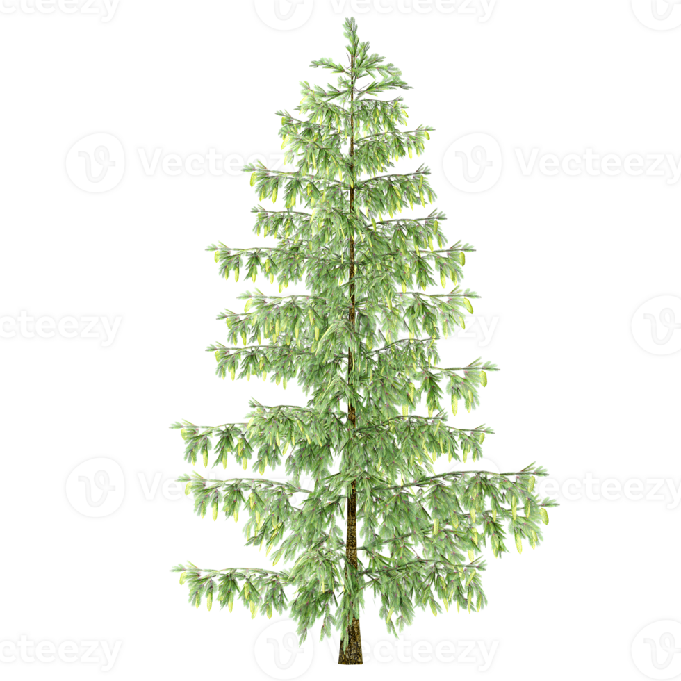 3d illustration of pinus tree isolated on transparent canvas png