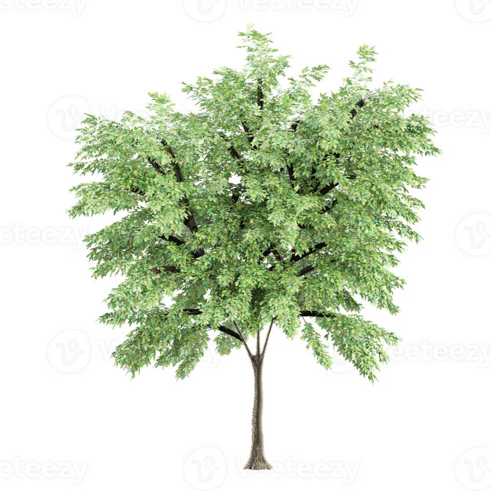 3d illustration of Ash tree isolated on transparent canvas png