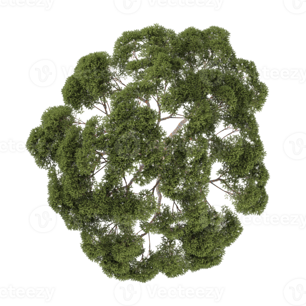 3d rendering of Stone pine tree isolated on transparent Canvas png