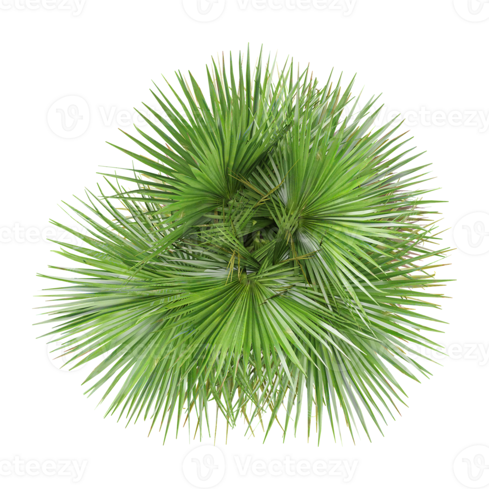 3d rendering of Lodoicea maldivica plant isolated on transparent Canvas from the top view png