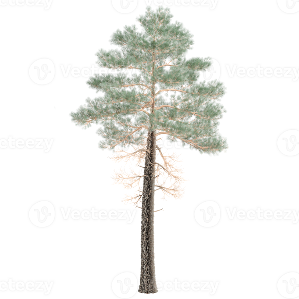 3d Rendering Of Pinus pinaster tree on Transparent Canvas png