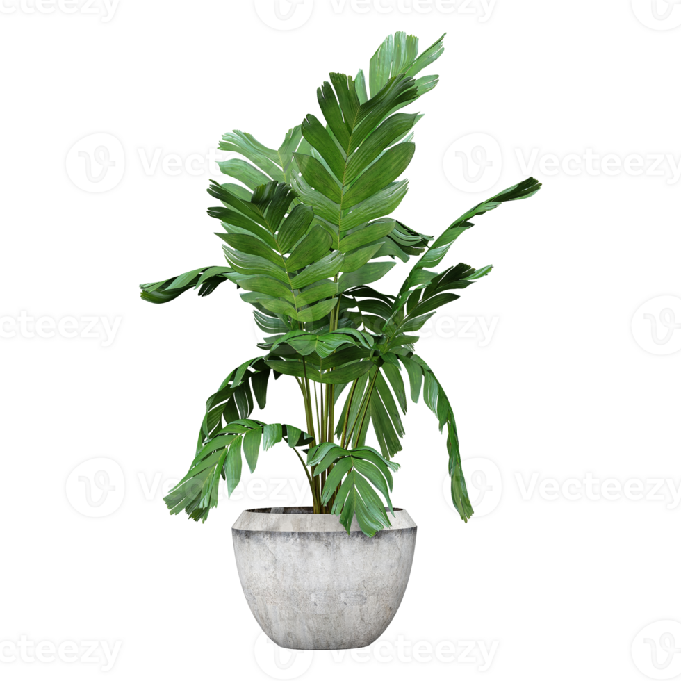collection of Zanzibar Gem plant in planter isolated on transparent Canvas from the top view png