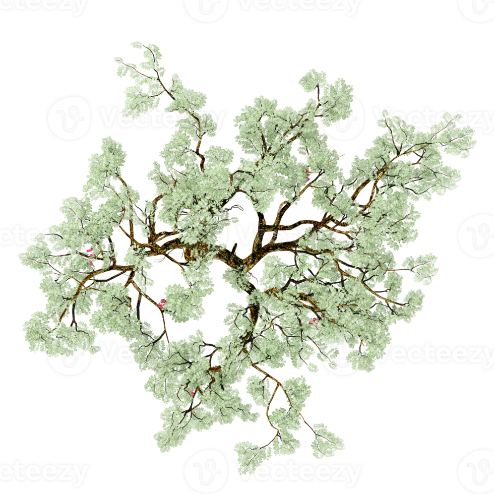 Isolated tree on transparent canvas from the top view png