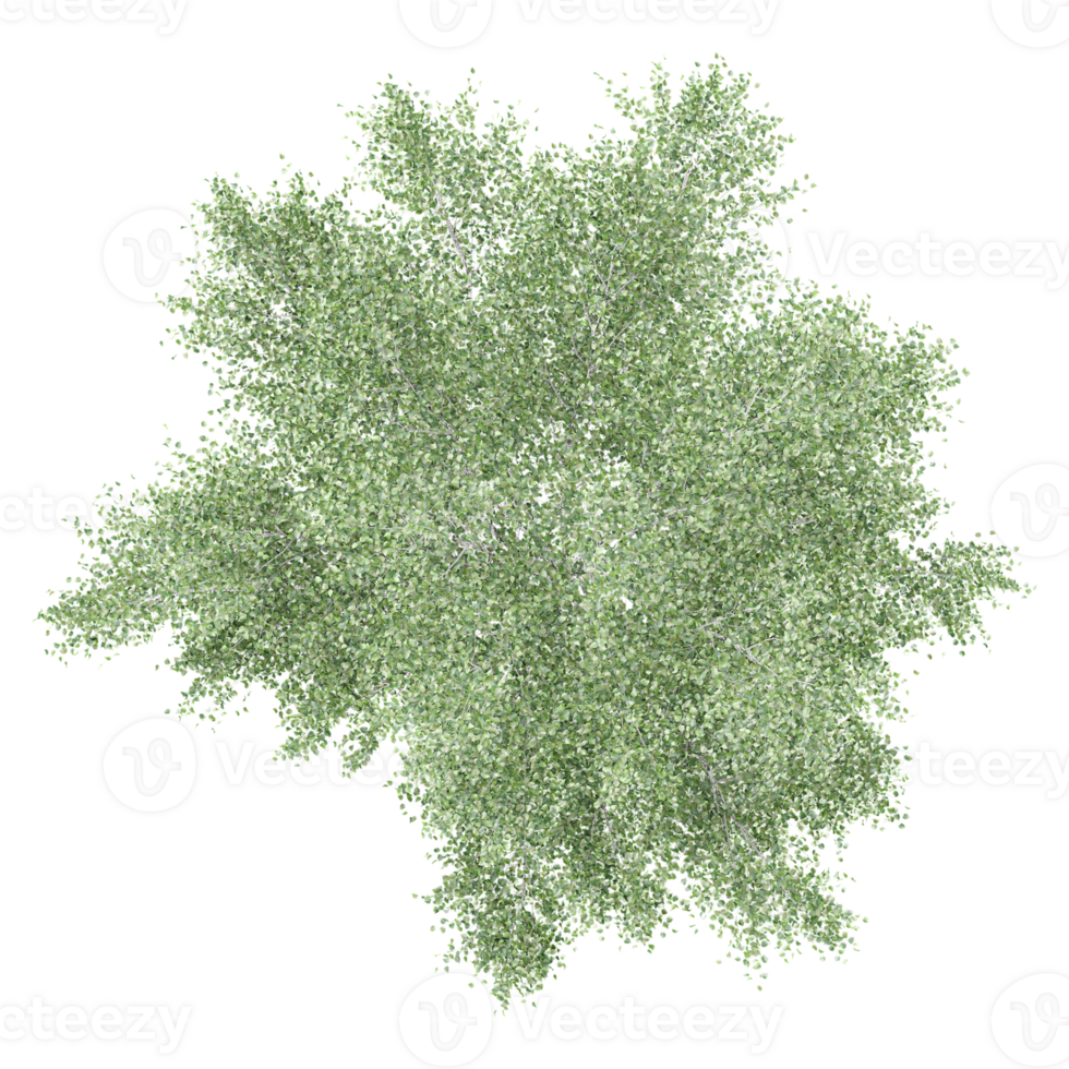 3d rendering of Silver birch tree isolated on transparent Canvas png