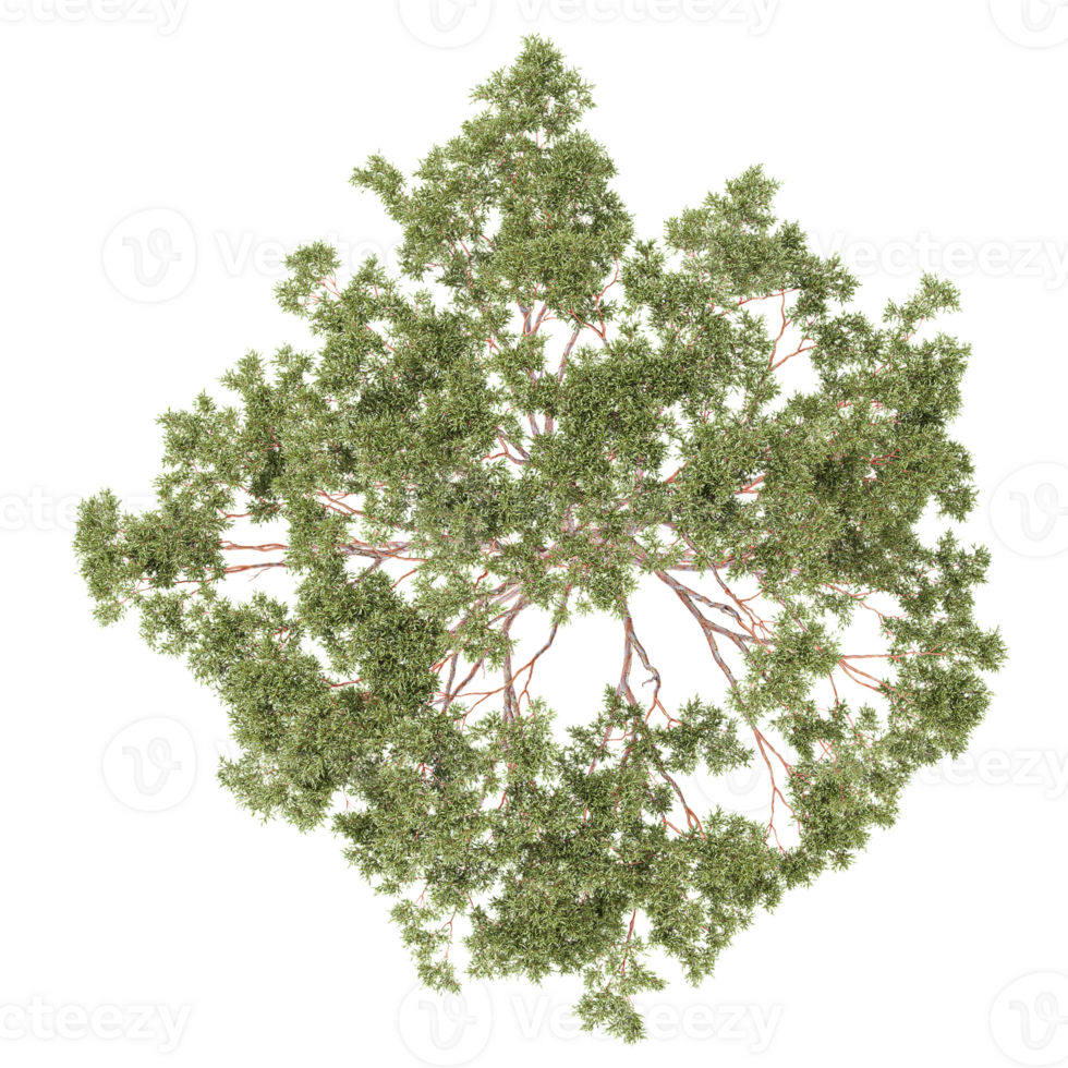 Top view of Eucalyptus tree isolated on transparent Canvas png