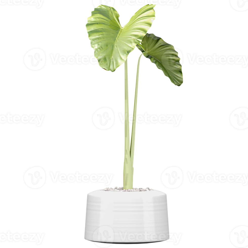 3d illustration of Alocasia odora plant in planter isolated on transparent canvas png