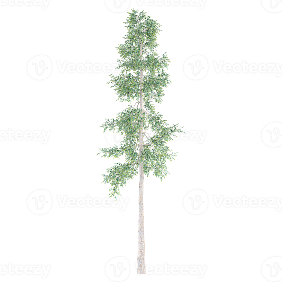 3d illustration of Queensland kauri pine tree isolated on transparent canvas png