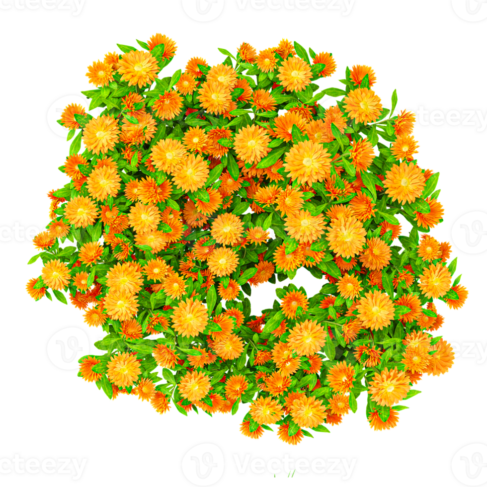 3d illustration o fCalendula officinalis flower plant isolated on transparent canvas from top view png