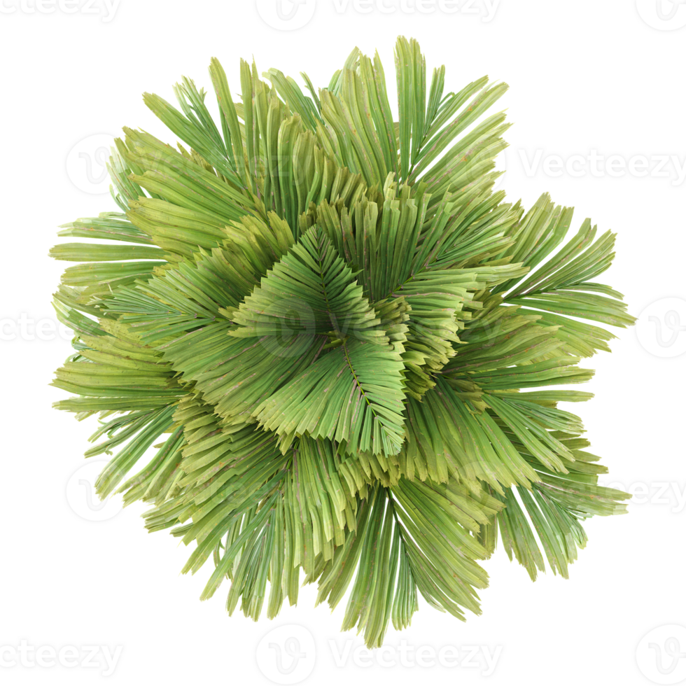 Top view of Pritchardia thurstonii palm tree tree isolated on transparent Canvas png