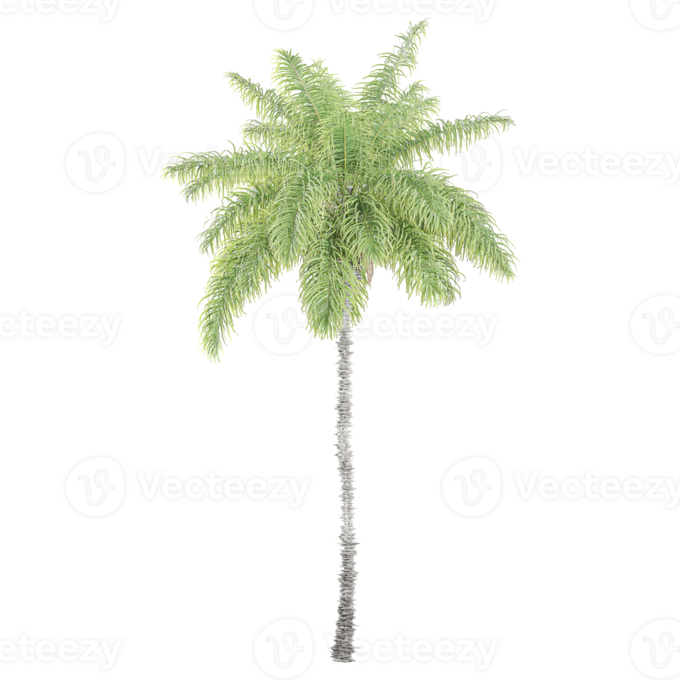 3d illustration of Queen Palm plant isolated on transparent canvas png