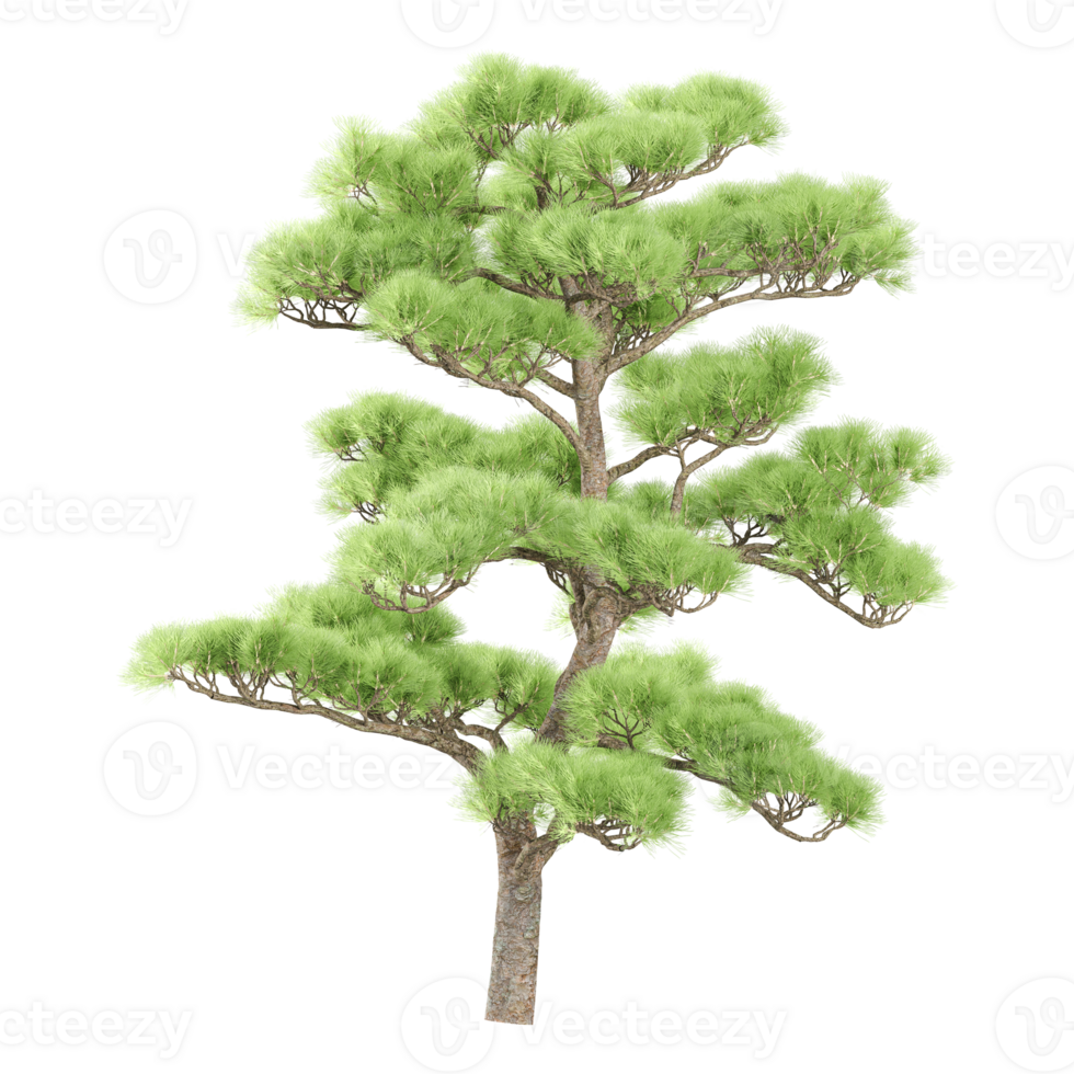 Green Pine tree isolated on transparent Canvas png